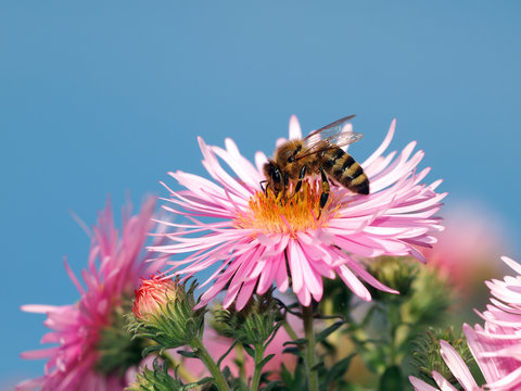 Bee