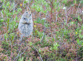 Ground Squirrel