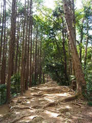 Mt. Takao in Japan