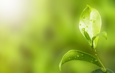 Earth Day concept:Natural green plants landscape using as a background or wallpaper