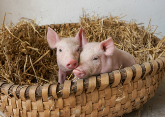 2 süße Ferkel, Schweine im Stroh Nest, Korb, kuscheln © FotoSabine