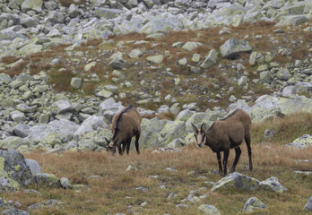 Group of chamoises grazing on autumn rocky meadow. The Tatra chamois, Rupicapra rupicapra tatrica , High tatras mountain, Slovakia.