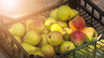 Ripe pears in a plastic box on the earth
