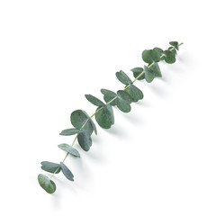 Eucalyptus