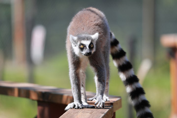 ワオキツネザル　キツネザル　サル　猿　さる