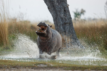 Aggressive hippo male attacking the car. Huge hippo male intimidating the opponent. Wild animal in the nature habitat. African wildlife. This is Africa. Hippopotamus amphibius. - obrazy, fototapety, plakaty