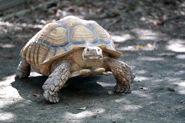 ゾウガメ　亀　陸亀　アルダブラゾウガメ