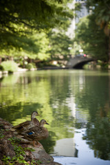 Two Wild ducks stand on the shore in the shade of trees and are preparing to swim along the river in the city park.