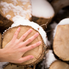 Closeup of woman's hand with pile of old tree stumps with snow. Person touching tree stump.