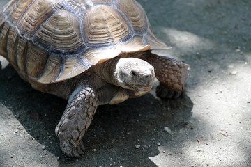 ゾウガメ　亀　陸亀　アルダブラゾウガメ
