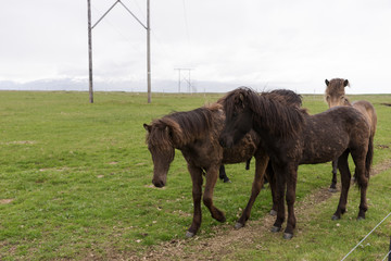Young icelandic horses on the farm