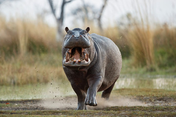 Aggressive hippo male attacking the car. Huge hippo male intimidating the opponent. Wild animal in the nature habitat. African wildlife. This is Africa. Hippopotamus amphibius. - obrazy, fototapety, plakaty