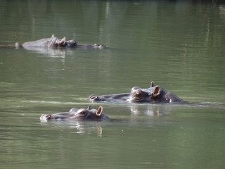 Fototapeta premium hippopotamus