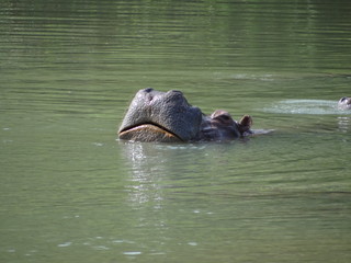  hippopotamus
