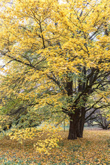 autumn natural scene. city park in fall season. trees with yellow bright foliage