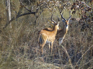 Cameroonian antelope