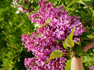 beauty in Nature botany bunch of flowers close-up day flower head Flowering plant fragility Freshness