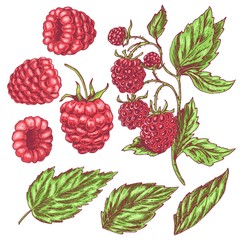 Sketch colorful vintage raspberry set illustration, draft silhouette drawing, black isolated on white background. Food graphic etching design.