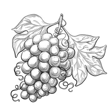 recommend clip art: Sketch ink vintage grape with leaves illustration, draft  drawing, black isolated on white background. Food graphic etching design.