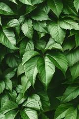 Vibrant green foliage nature full frame background.