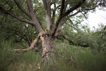 Fototapeta na wymiar oak in grass