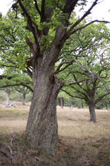 oak