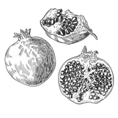 Sketch pen and ink vintage pomegranate set illustration, draft silhouette drawing, black isolated on white background. Food graphic etching design.