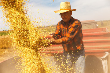 Senior farmer in tractor trailer supervises the soybean harvest.