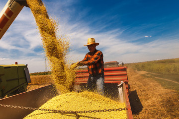 Senior farmer in tractor trailer supervises the soybean harvest.