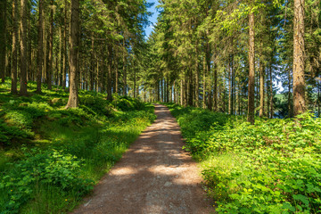 Fototapeta premium Footpath through the forest, seen near the Alwen Reservoir, Conwy, Clwyd, Wales, UK