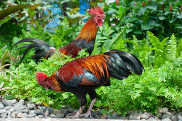 Rooster cock on a natural green background.