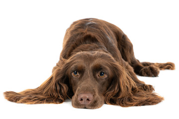 English Cocker Spaniel against a white background