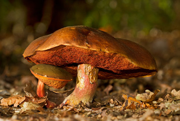 Two mushrooms, probably the Dotted stem bolete, a big one and a small one, looks like the small one seeks shelter under the cap of the big one