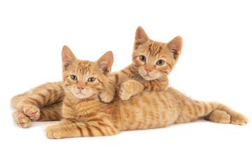 Two ginger kittens against a white background