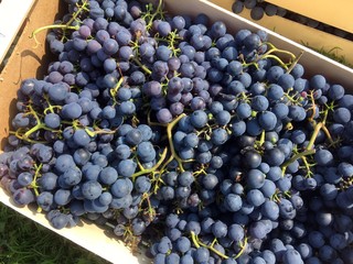 een krat vol blauwe druiven