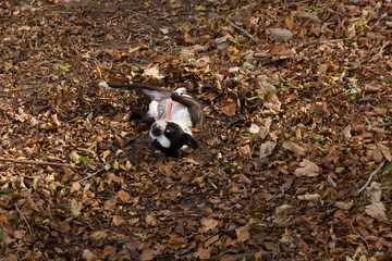 Perro en hayedo disfrutando