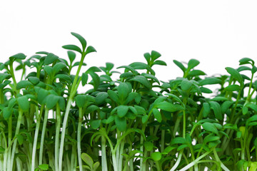 Gartenkresse