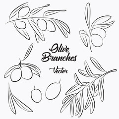 Vector of Black Olives and Olives Branches
