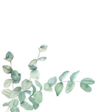 Watercolor floral card with eucalyptus branch. Hand drawn botanical illustration. Art background
