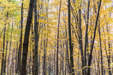 tops of trees with yellow dry foliage. park nature in autumn
