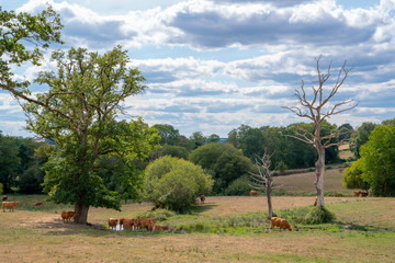 Limousin cows in the Haute Vienne region in summer (France).