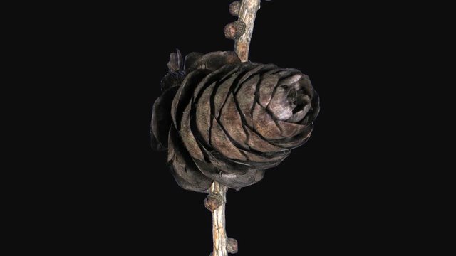 Time-lapse of opening larch tree cone 24b1 in PNG+ format with ALPHA transparency channel isolated on black background
