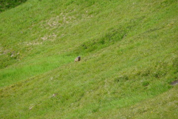 Naklejka na ściany i meble Marmot sitting on a green grass field in the mountains