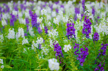 garden of white and violet Salvia flower