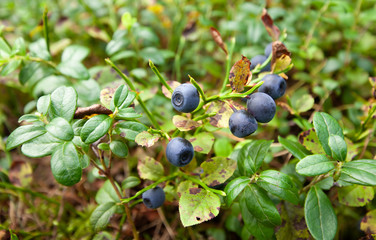 Wild blueberry bush with ripe berries