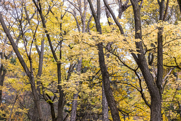 tops of park trees with yellow bright foliage against sky background
