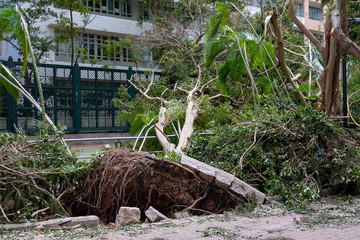 Fallen tree after typhoon in Hong Kong