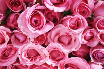 pink roses