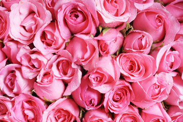 pink roses