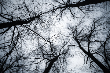 Bare trees silhouettes over bright sky